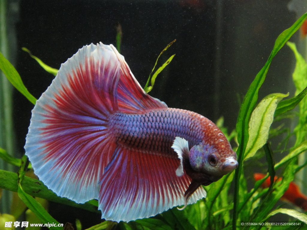 半月紅斗魚
