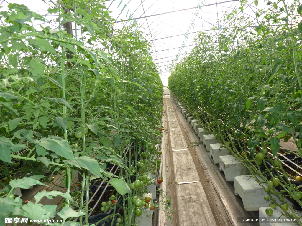 綠色植物 果園
