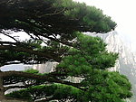 松樹