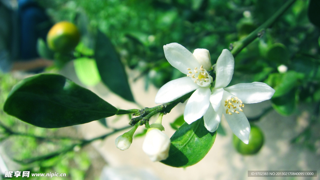 橘子花