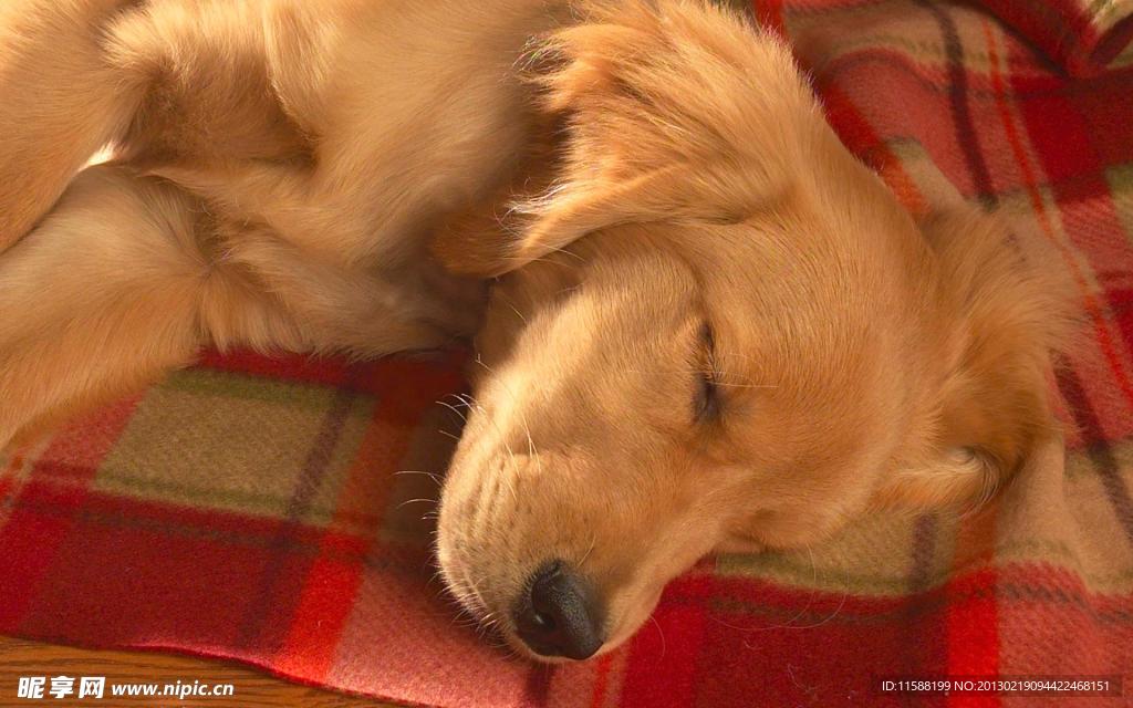 金毛犬