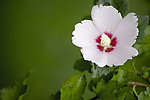 蝴蝶花