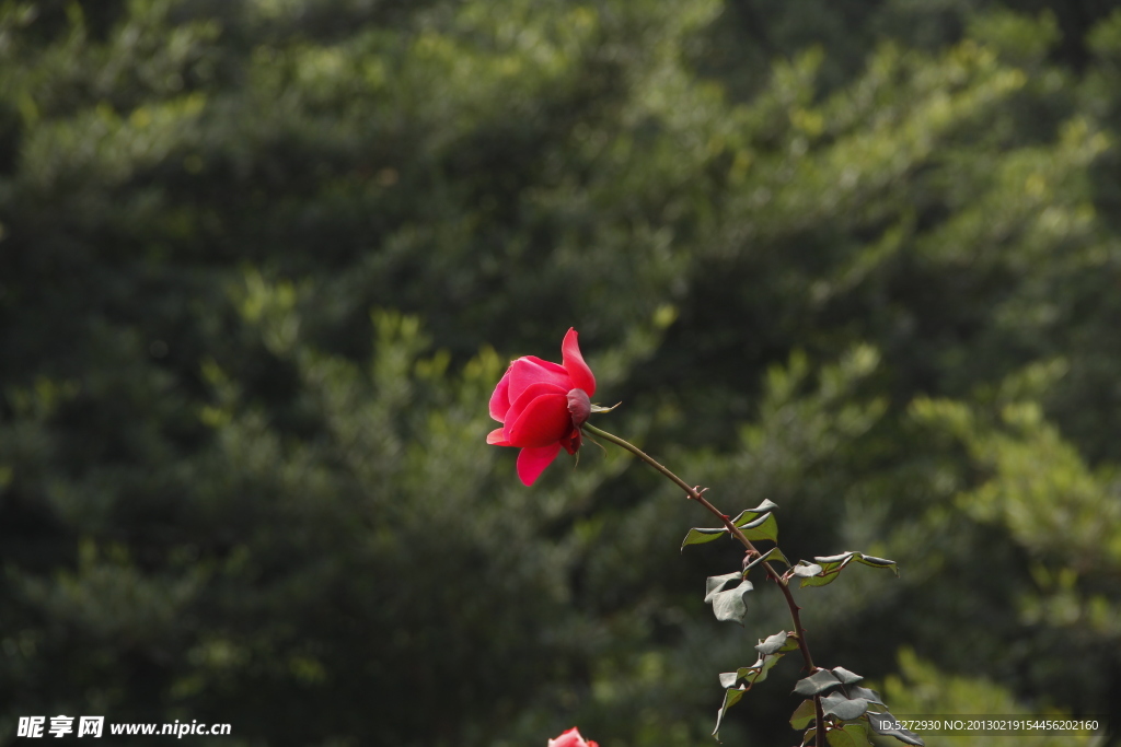 月季花