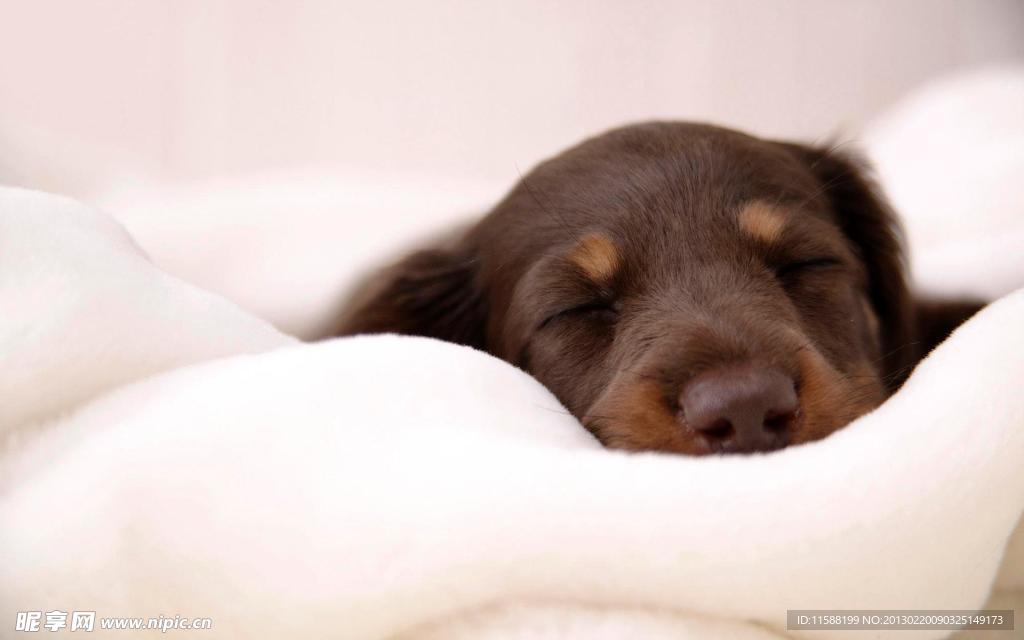 杜賓犬