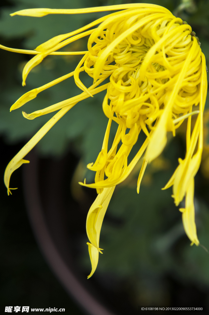 菊花