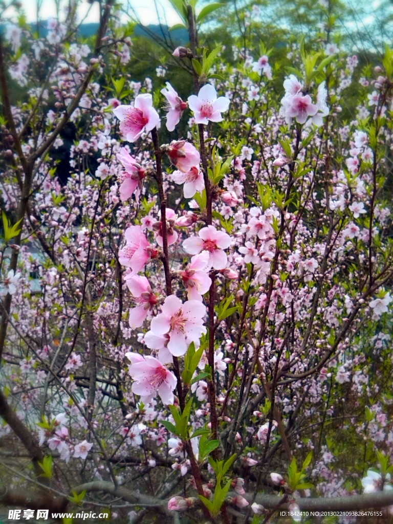 桃花朵朵