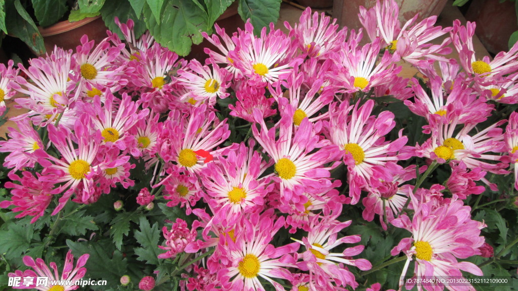 菊花