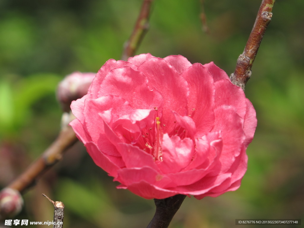 桃花
