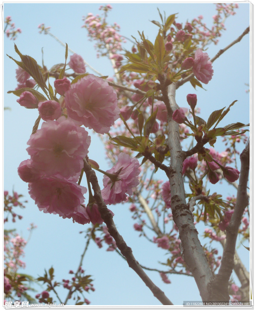 櫻花