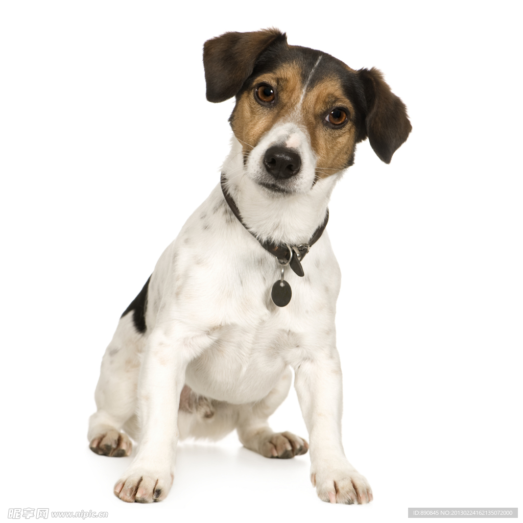拉布拉多獵犬