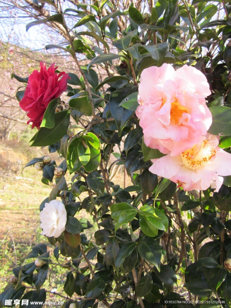 三色茶花