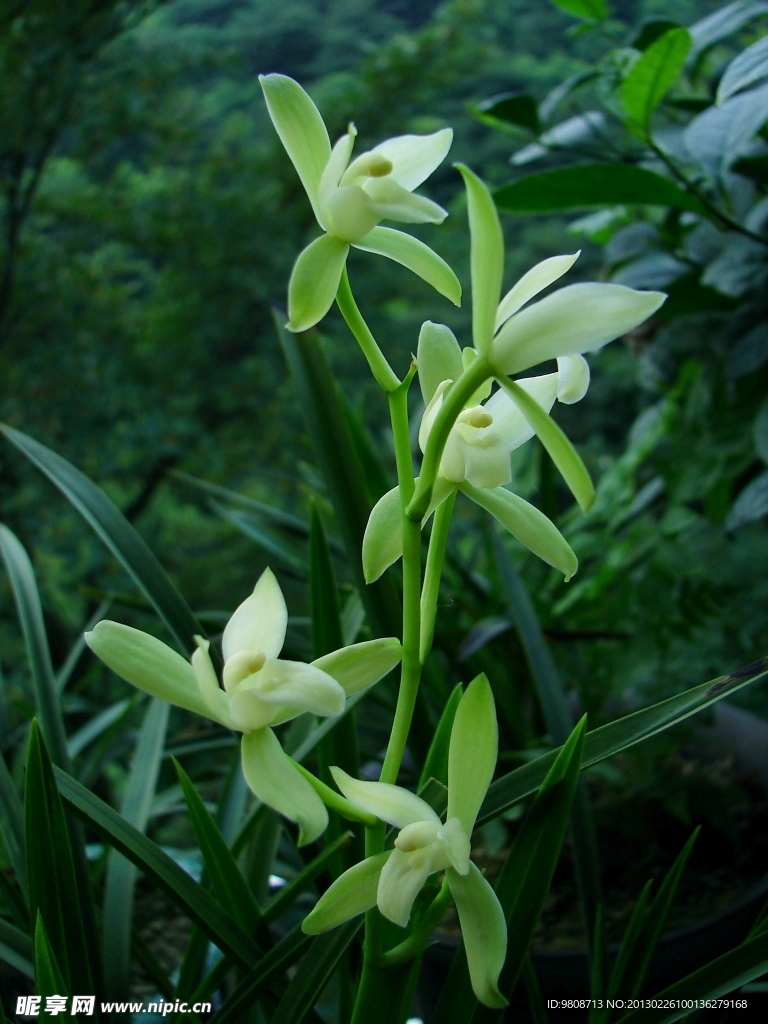 蘭花