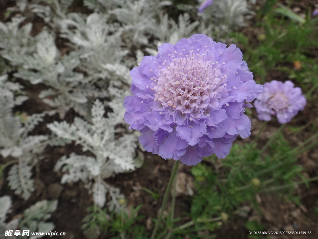 紫花