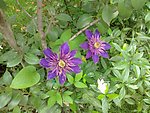 鐵線蓮 藍(lán)光