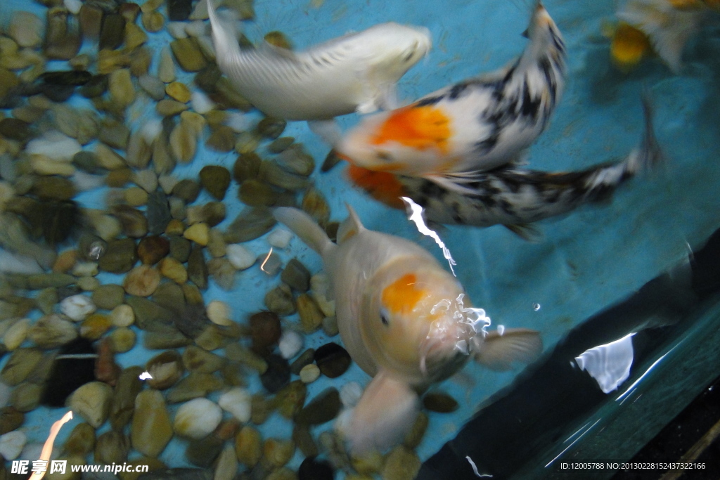 魚兒