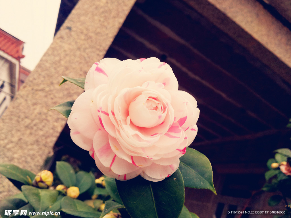 茶花