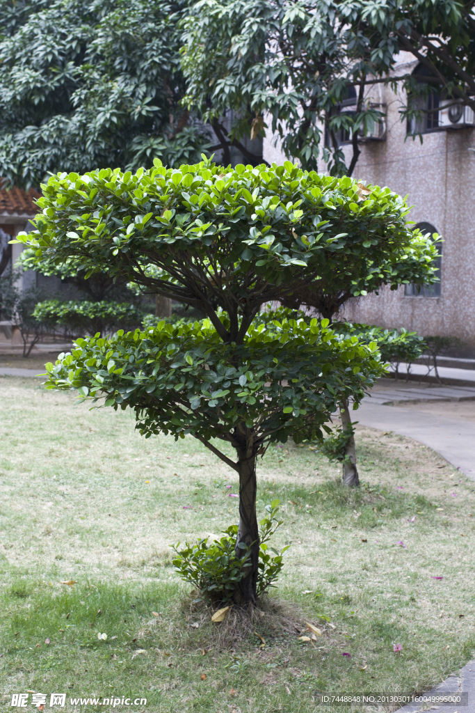 小區風景樹