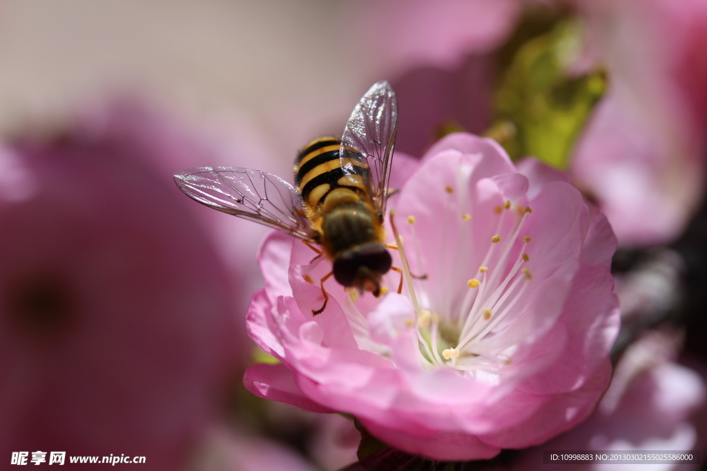 蜜蜂