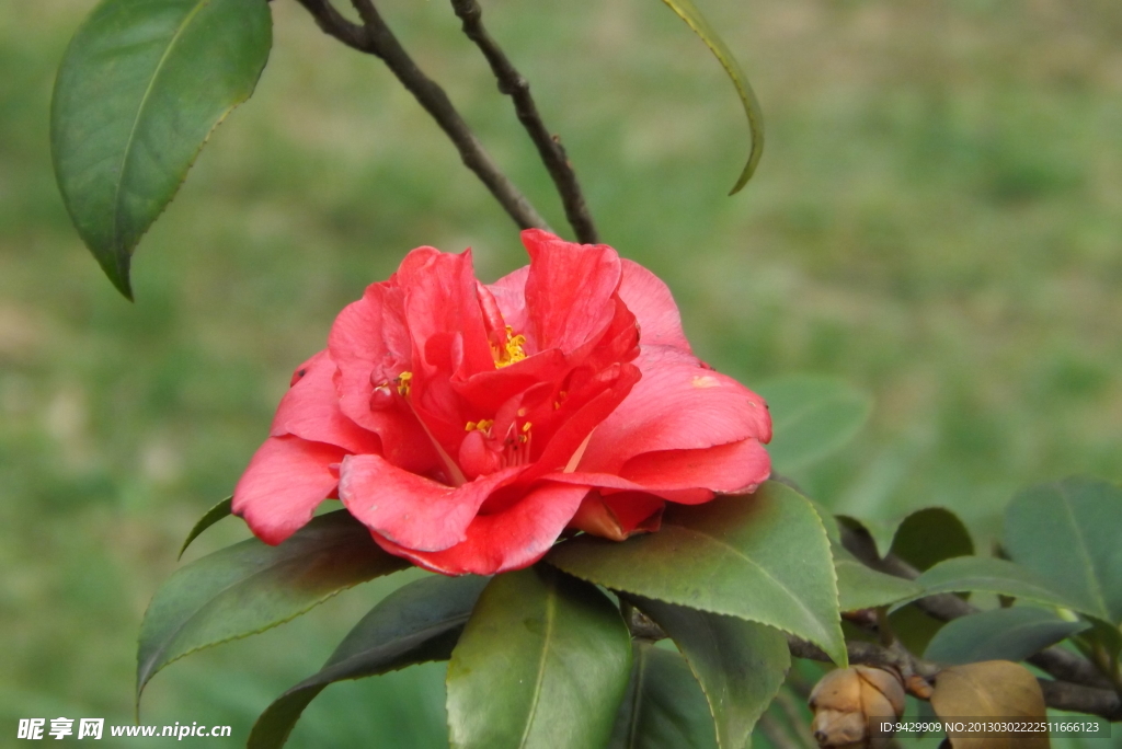 花草 山茶花