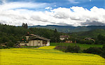 香格里拉油菜花美景