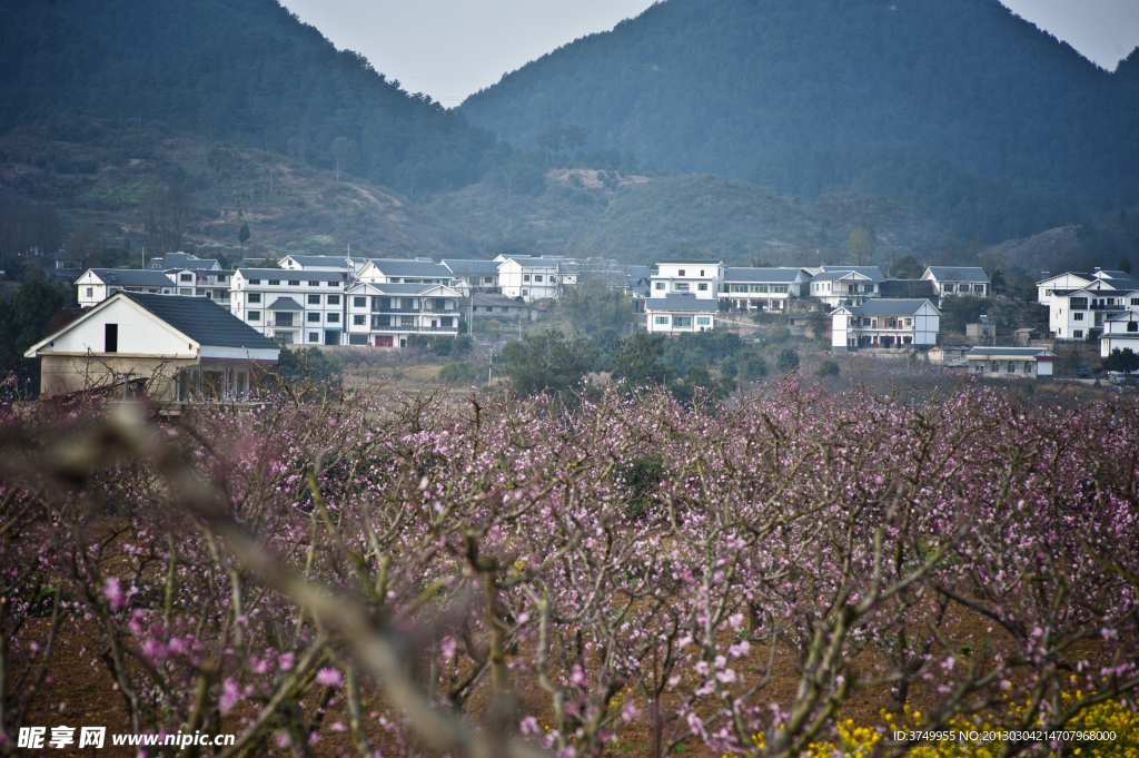 桃花村庄