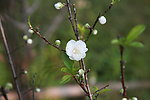 泉州森林公园白色桃花