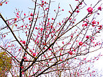 桃花滿園