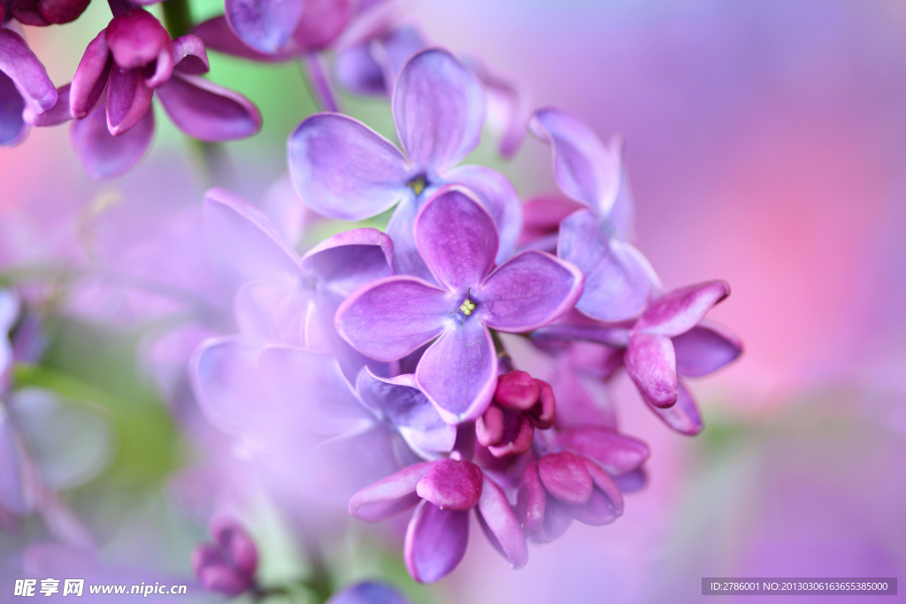 紫丁香 丁香花
