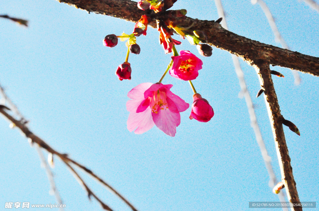 木兰花枝桠