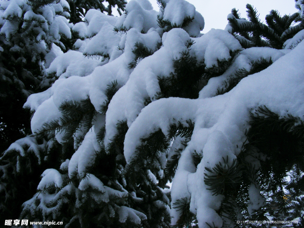 雪在樹梢