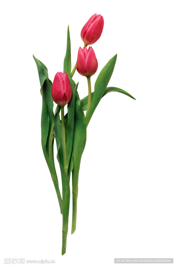 玫瑰花卉