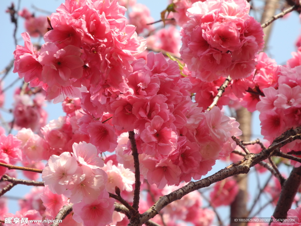 櫻花