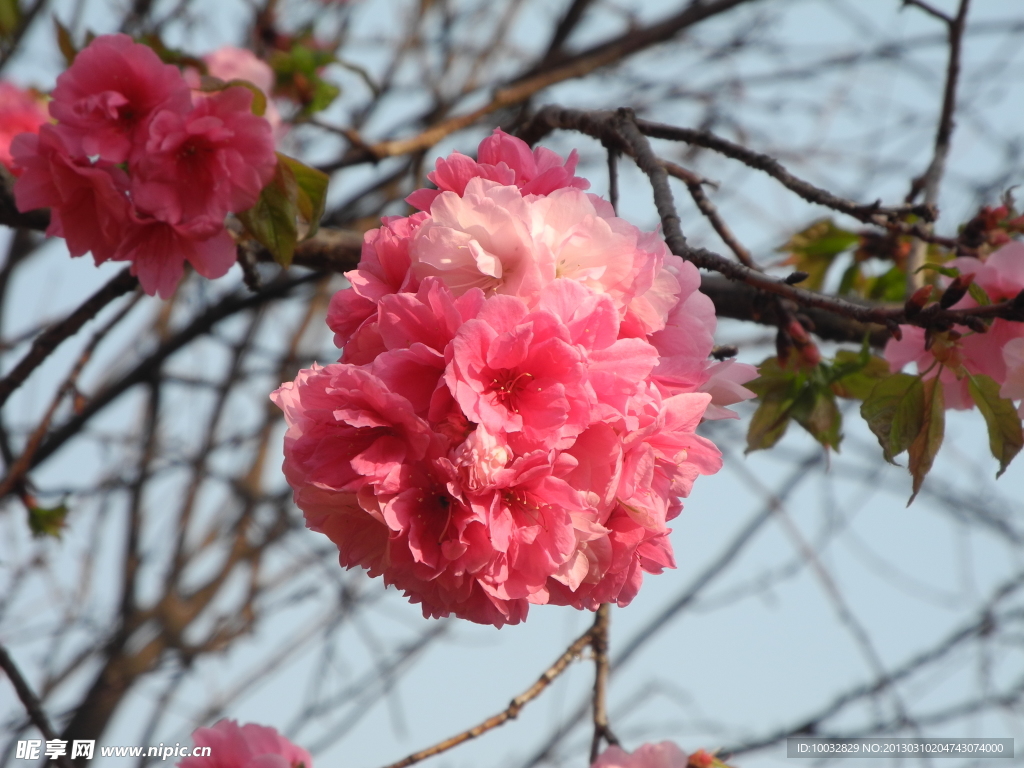 櫻花