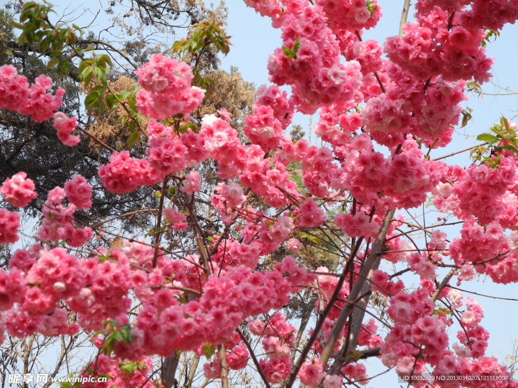 櫻花