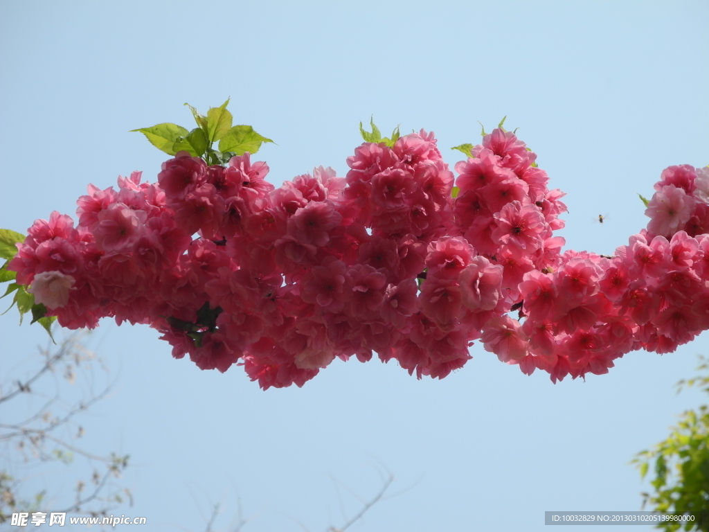 櫻花