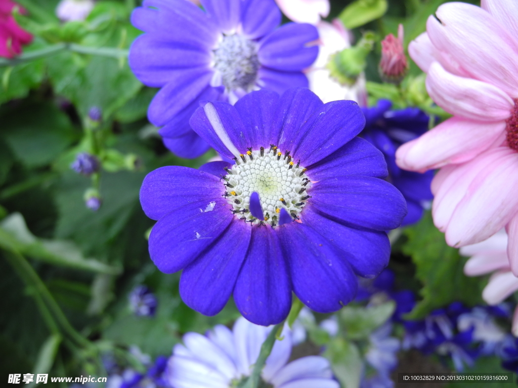 菊花