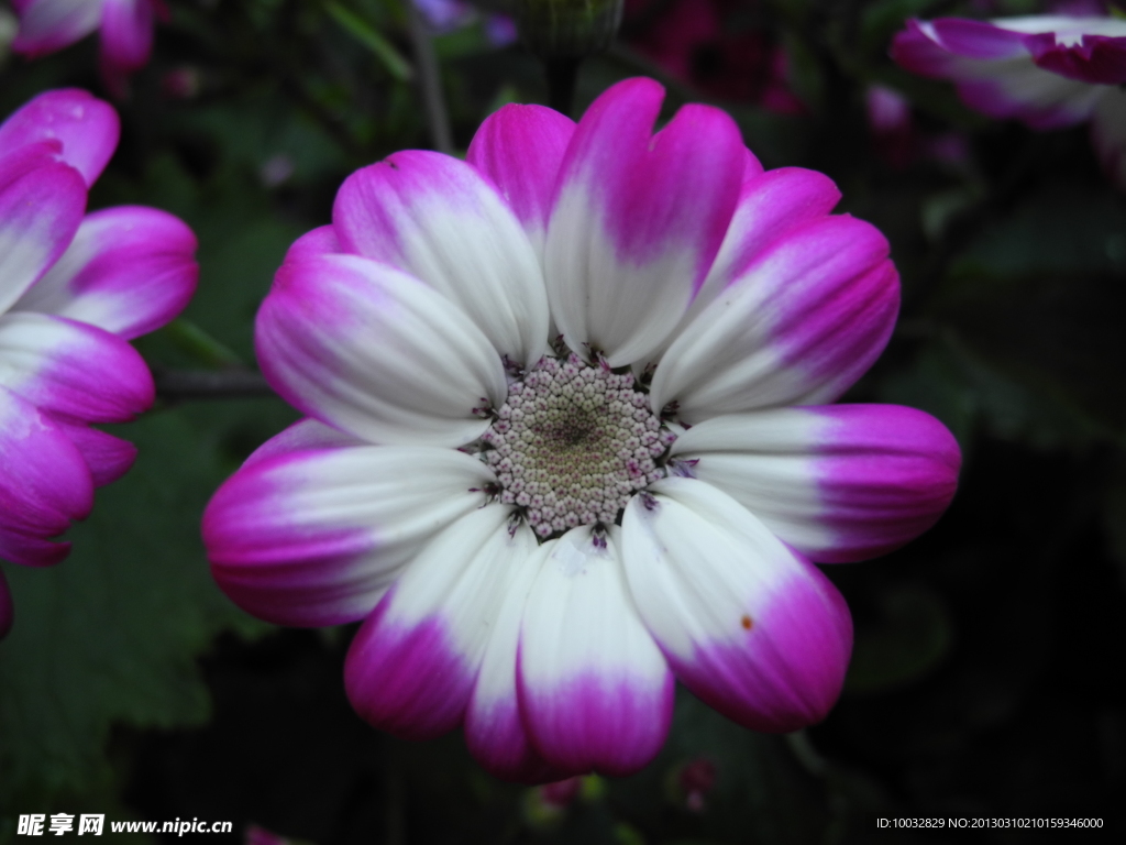 菊花