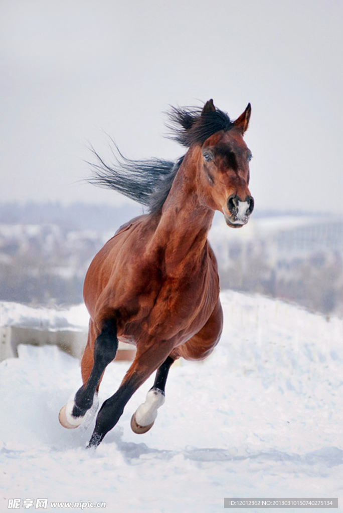 飛馬