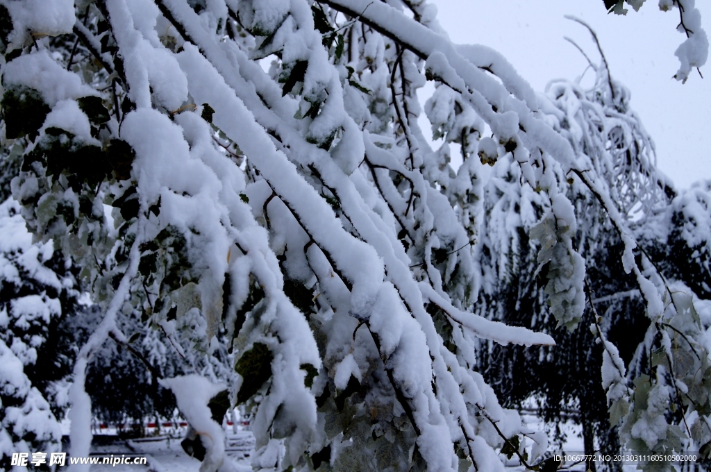 雪后