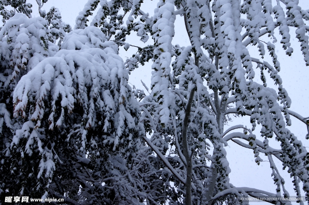 雪后