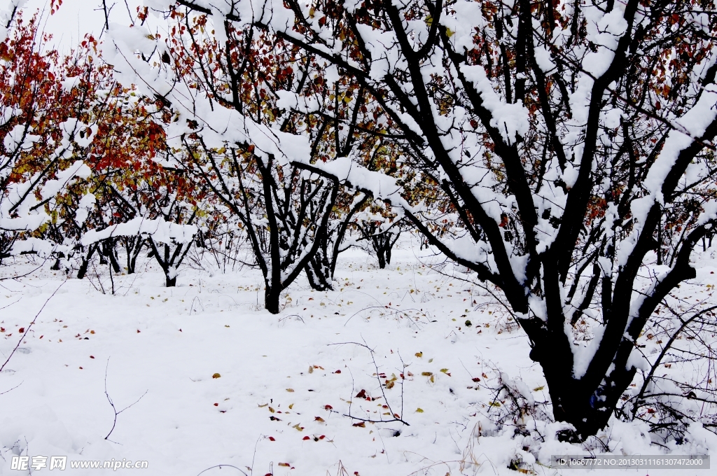雪后