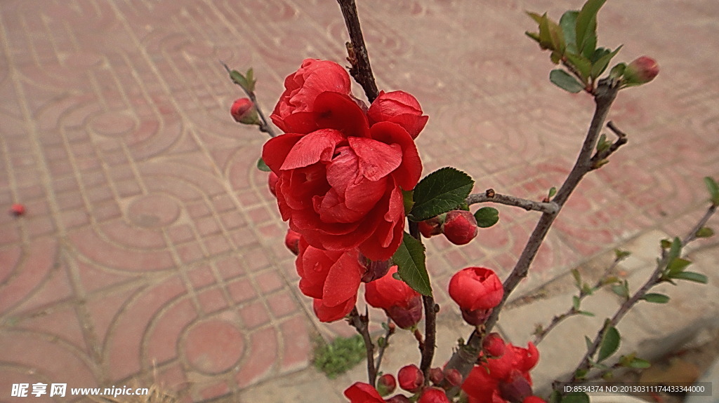 紅茶花