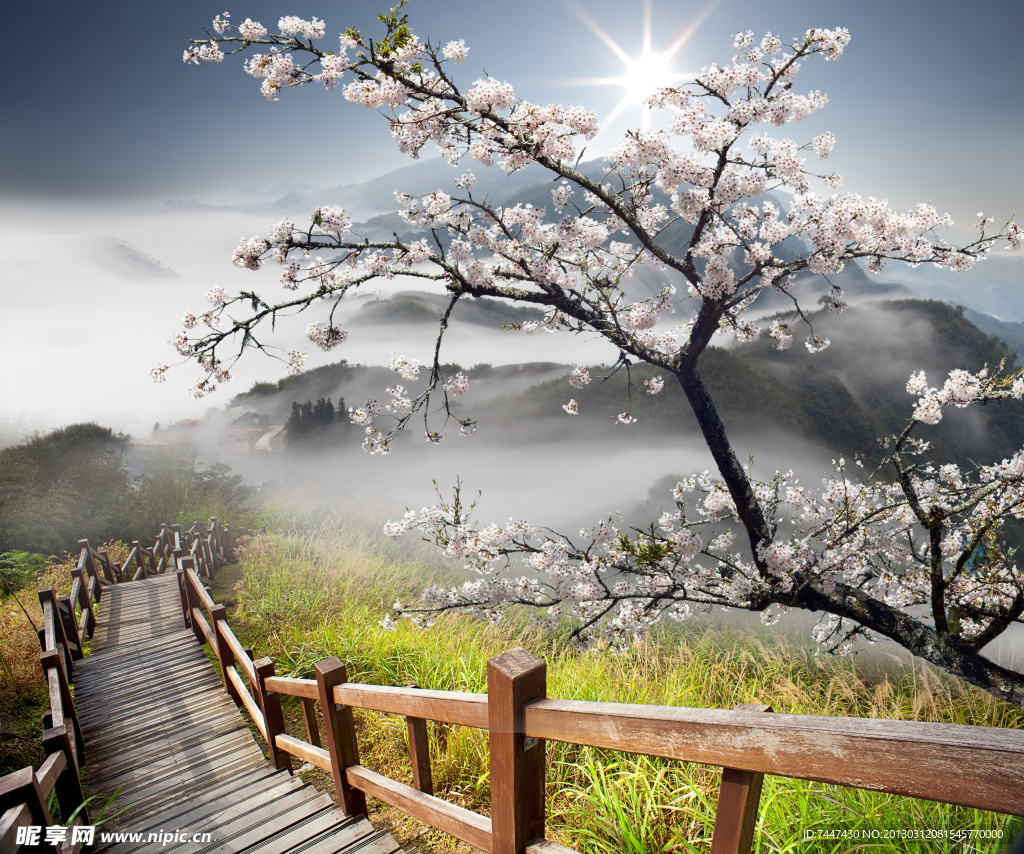 梅花唯美風(fēng)景
