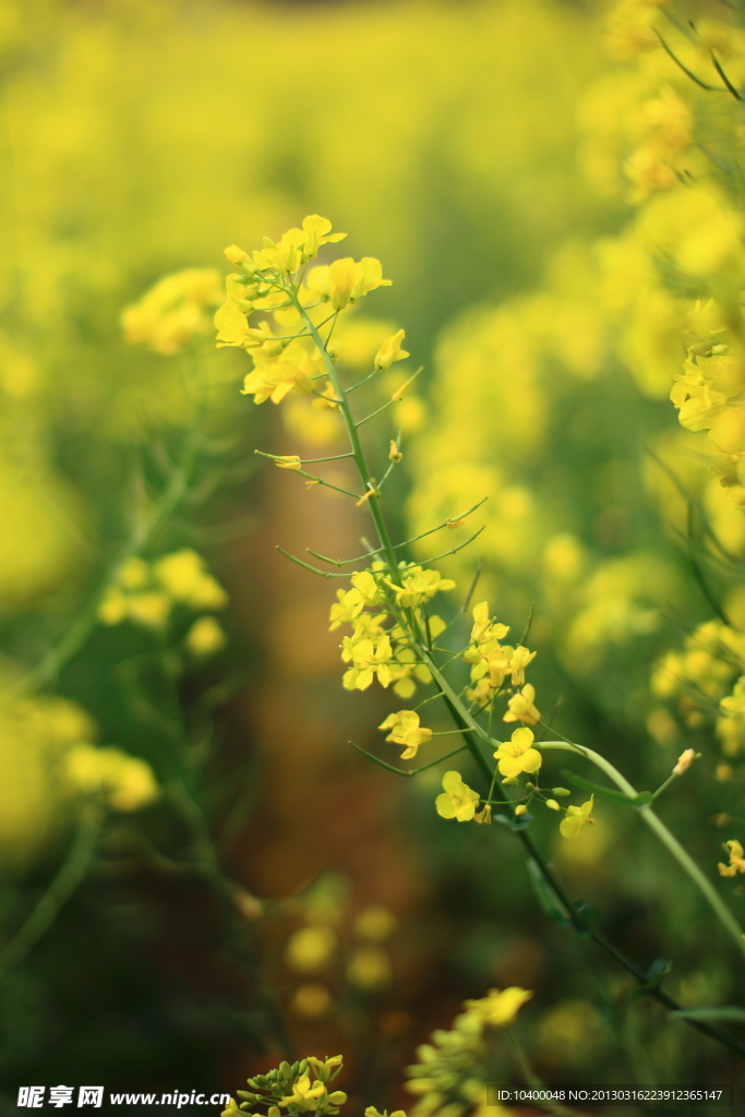 油菜花
