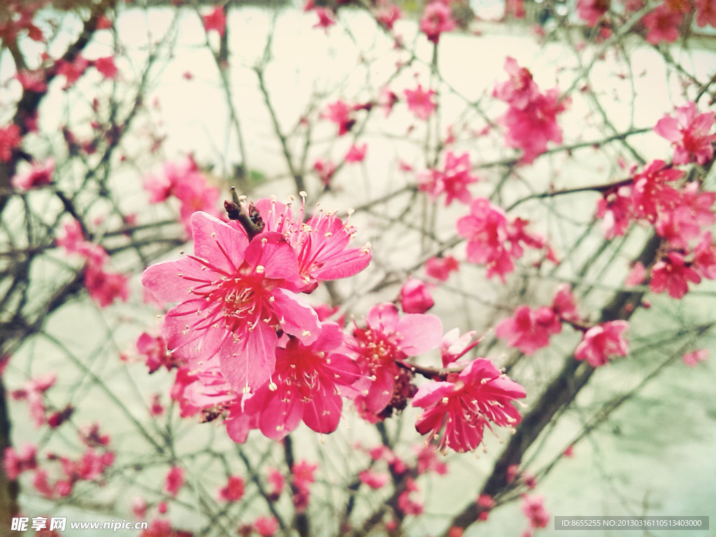 盛開(kāi)的梅花