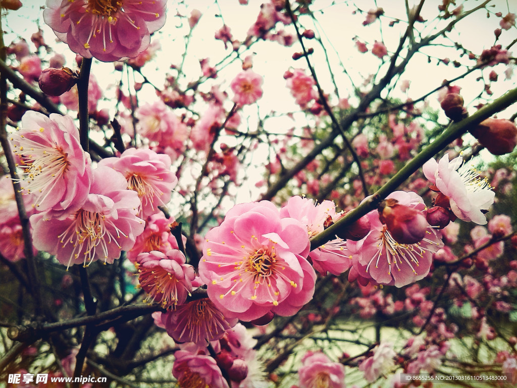 梅花