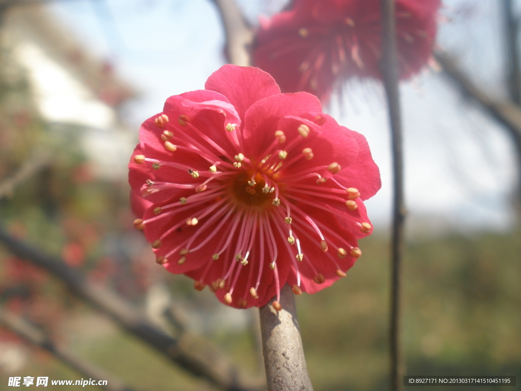 紅梅花