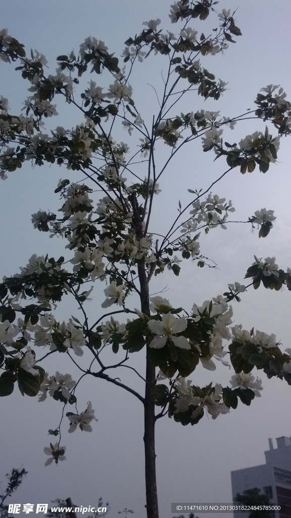 櫻花