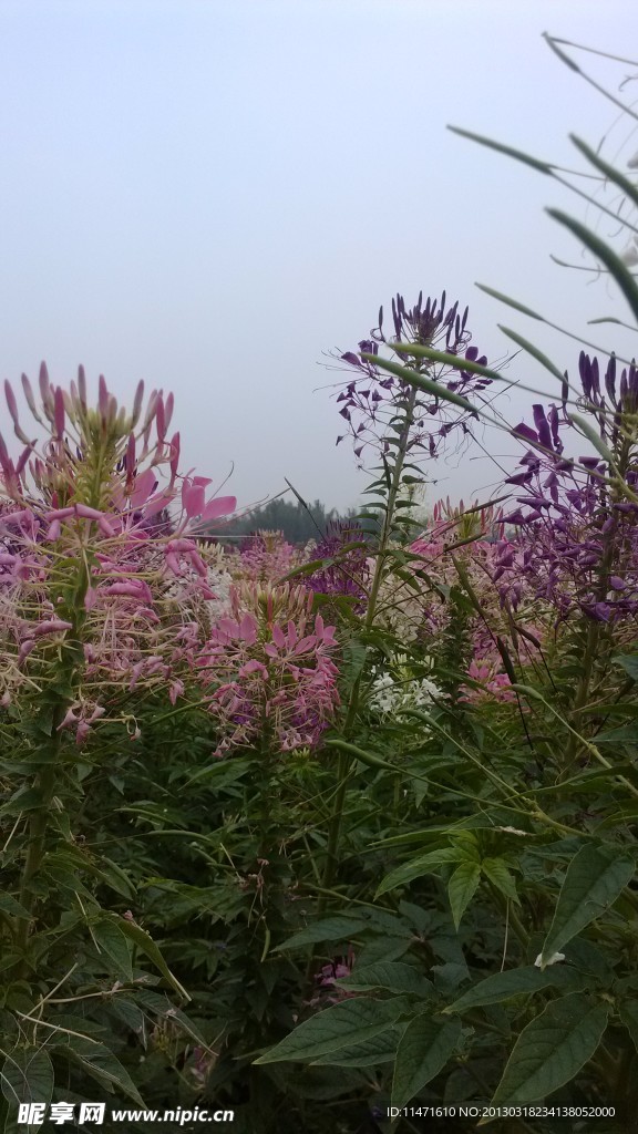 醉蝶花
