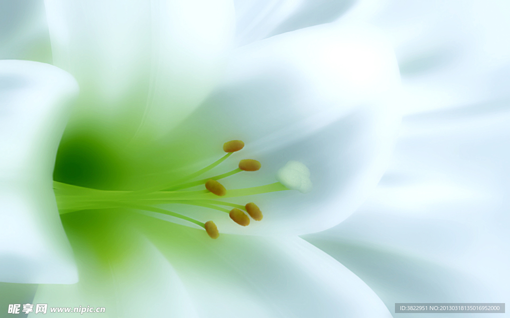 百合花